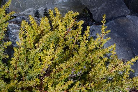 Juniperus Conferta - Uferwacholder